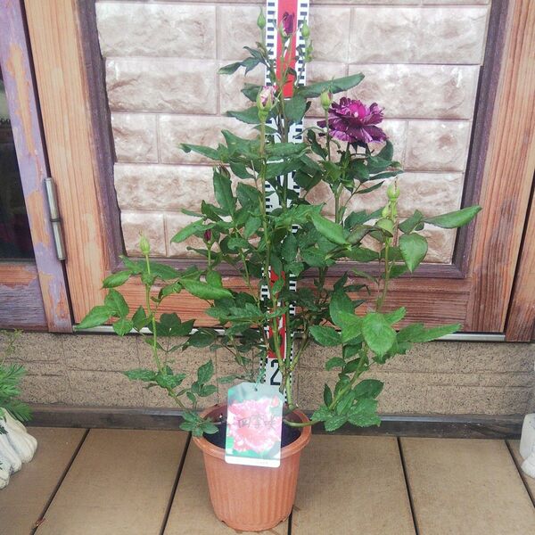 バラ苗 パープルタイガー 接木大苗 花芽付き 強香 6号鉢 薔薇 苗 ラスト