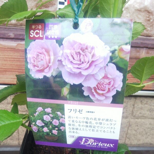 半つる フリゼ 接木中苗 正規品 中香 6号鉢 バラ苗 薔薇 苗