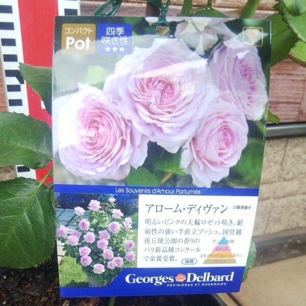 バラ苗 アロームディヴァン 接木新苗 正規品 強香 強健 薔薇 苗