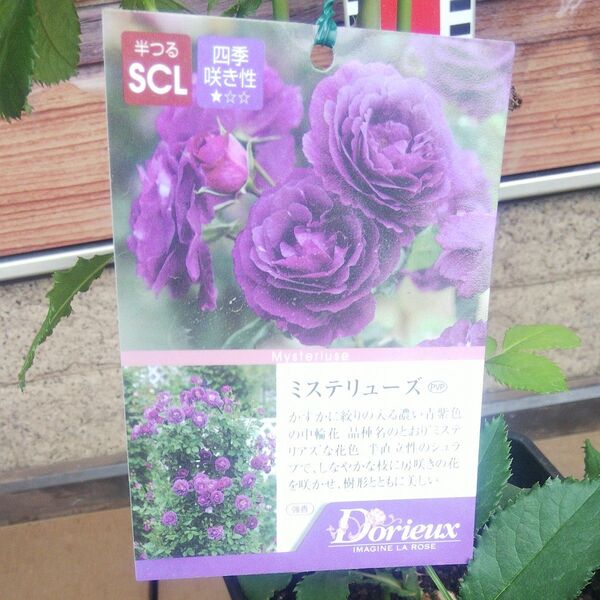 半つる ミステリューズ 接木新苗 正規品 強香 6号鉢 バラ苗 薔薇 苗