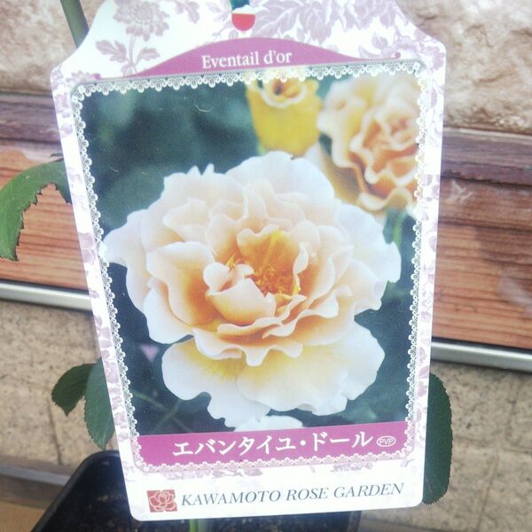 バラ苗 エバンタイユドール 接木新苗 正規品 中香 6号鉢 薔薇 苗 ラスト