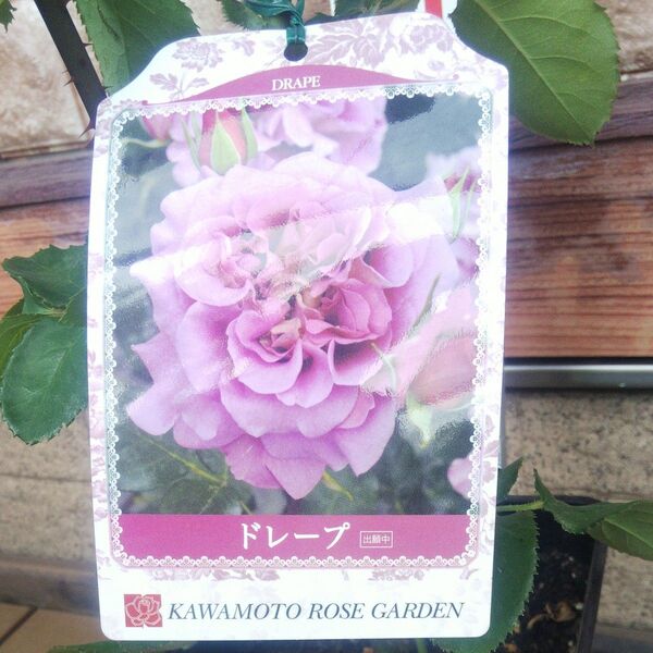 バラ苗 ドレープ 接木新苗 正規品 中香 6号鉢 薔薇 苗 ラスト