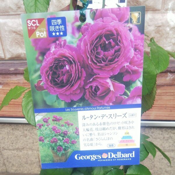 半つる ルタンデスリーズ 接木新苗 正規品 強香 6号鉢 バラ苗 薔薇 苗 ラスト