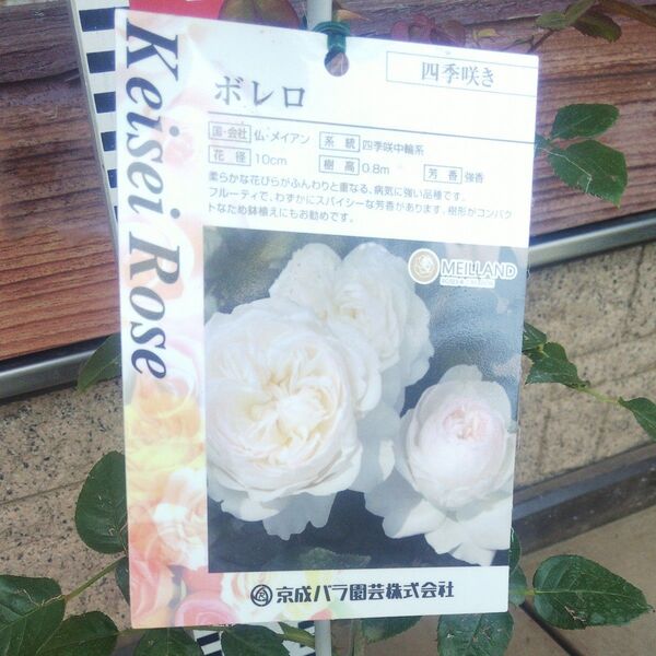 バラ苗 ボレロ 接木新苗 強健 強香 正規品 4号 薔薇 苗