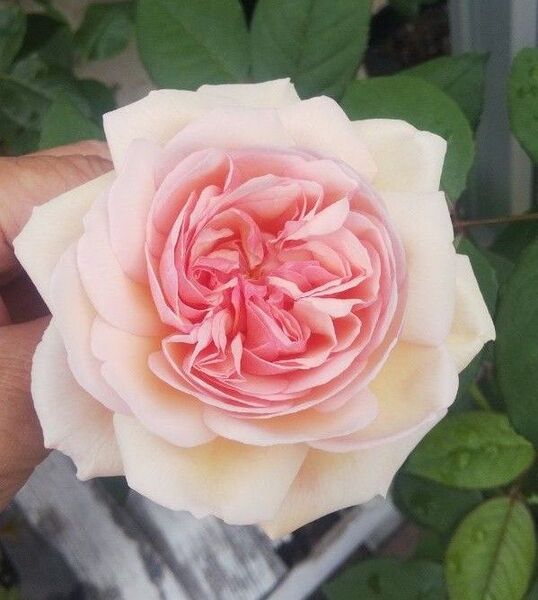 バラ苗 ER 廃盤品種 接木新苗 強健 強香 6号鉢 薔薇 苗