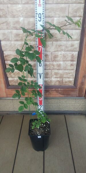 つるバラ アッシュウエンズディ 接木長尺苗 強香 6号鉢 バラ苗 薔薇 苗 ラスト