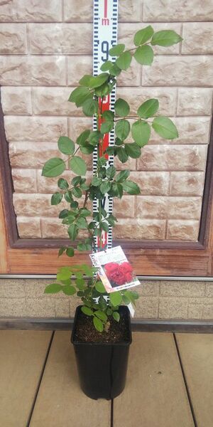 つるバラ フロレンティーナ 接木中苗 正規品 強健 6号鉢 バラ苗 薔薇 苗
