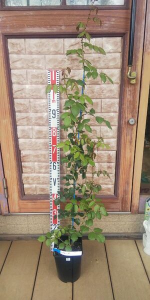 つるバラ パレード 接木長尺苗 6号鉢 バラ苗 薔薇 苗