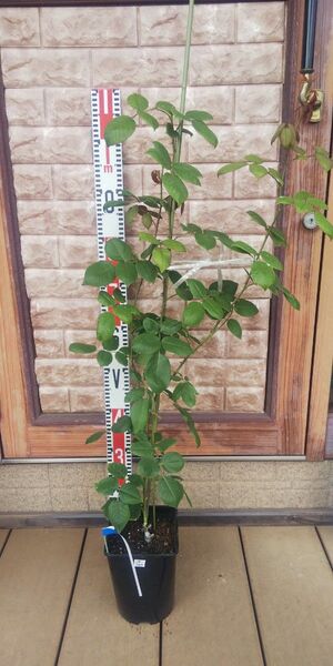 つるバラ バタースコッチ 接木長尺苗 6号鉢 バラ苗 薔薇 苗