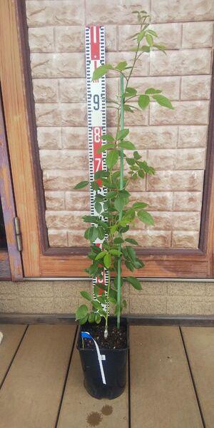 つるバラ アイスバーグ 接木長尺苗 中香 強健 6号鉢 薔薇 苗 バラ苗