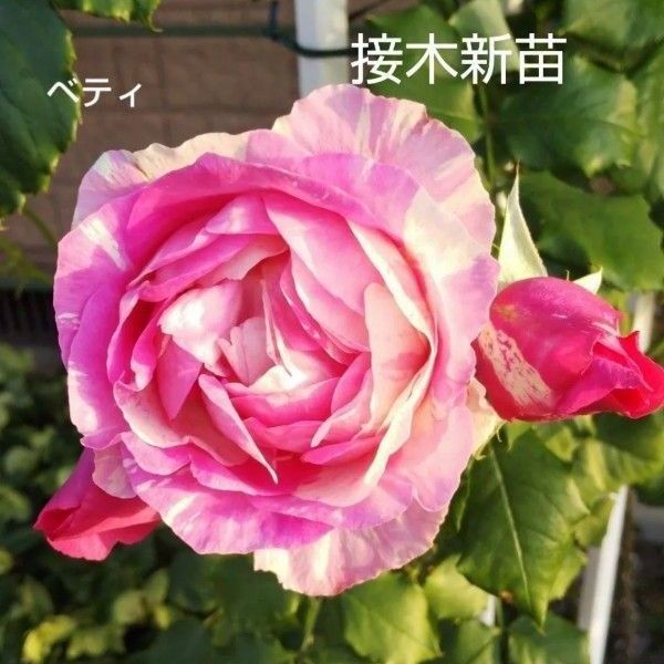 バラ苗 ベティ 接木新苗 中香 強健 入手困難 4号 薔薇 苗 ラスト