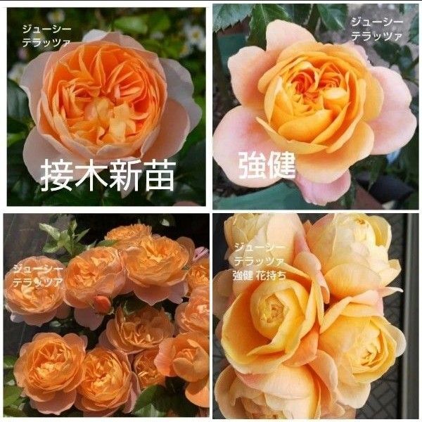 バラ苗 ジューシーテラッツァ 接木新苗 強健 レア品種 4号 薔薇 苗 ラスト