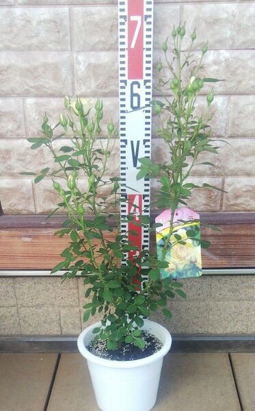 つるバラ リトルシニア(リトルルチア) 接木中苗 花芽付き バラ苗 薔薇 苗 6号鉢 ラスト