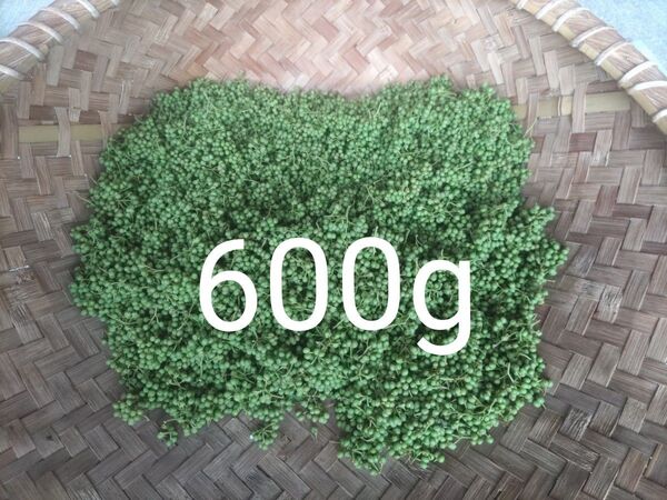 山椒の実600g