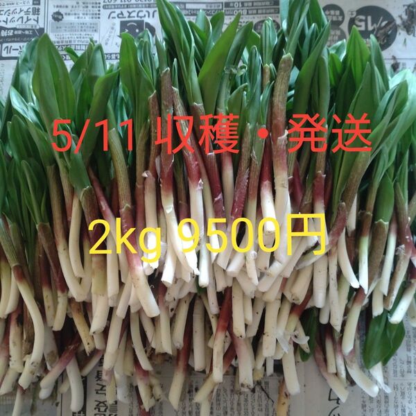 行者ニンニク アイヌネギ