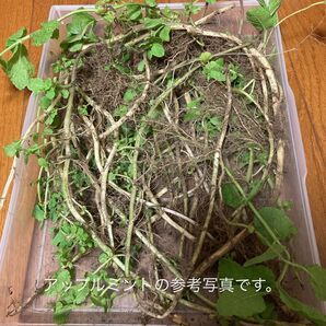アップルミント 苗 ランナー 農薬消毒薬不使用 化学肥料不使用 A4サイズ たくさん