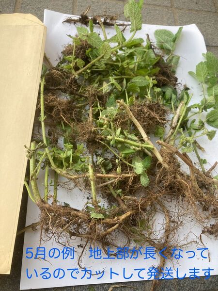 アップルミント 苗 ランナー 農薬消毒薬不使用 化学肥料不使用 A4サイズ たくさん