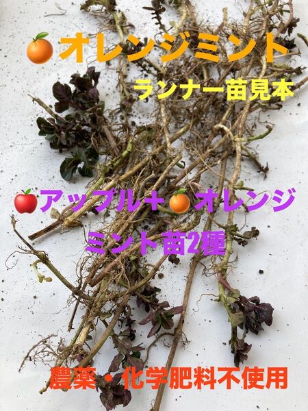 2種 アップルミント オレンジミント 苗 ランナー 農薬消毒薬不使用 化学肥料不使用 A4サイズ たくさん