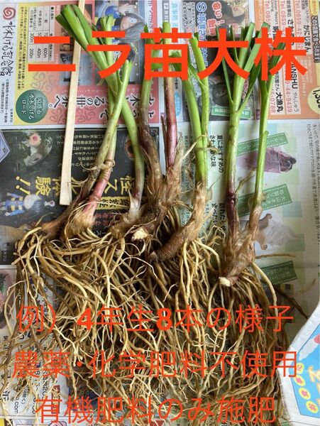 25株 ニラ苗 4年以上の大苗 こだわり栽培 農薬消毒薬不使用 化学肥料不使用 何年も栽培可能 花ニラも収穫可能 初心者の方も
