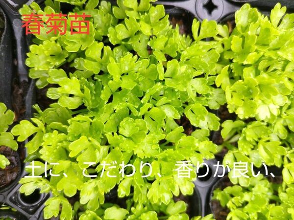 セロリ苗、10本、お試し、田舎の、美味しいお水で、育てています。包装、お箱代込み、