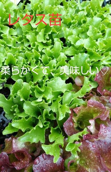 レタス苗、10本、お試し、プランターでも、香りが良い、包装、お箱代込み
