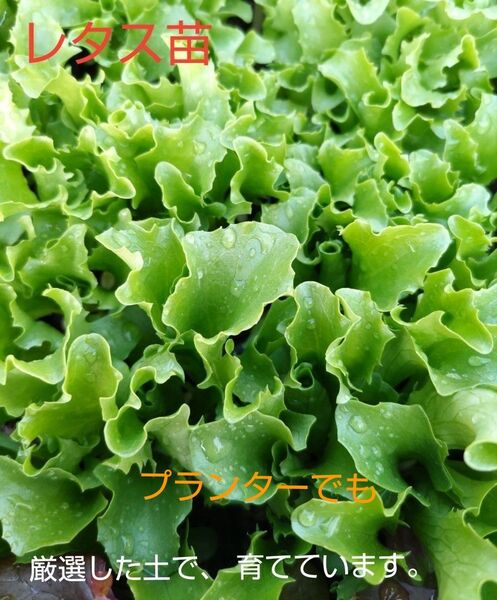 レタス苗、10本、お試し、柔らかくて、美味しい、包装、お箱代込み、