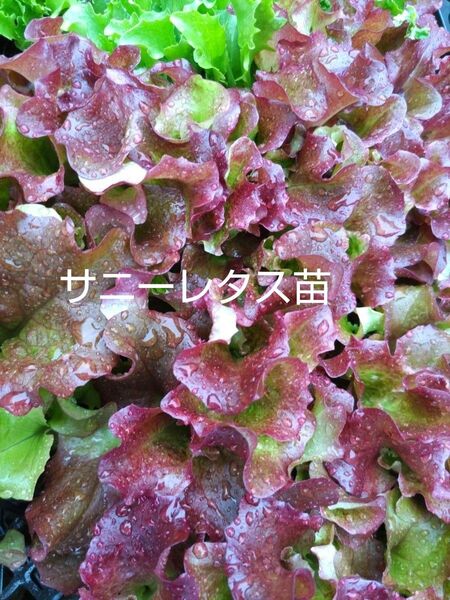 サニーレタス苗、10本、美味しいお水で、育てています。包装、お箱代込み、