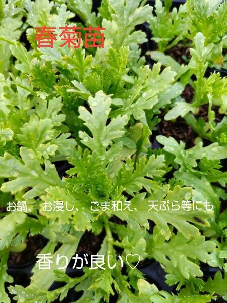 春菊苗、10本、お試し、厳選した土で、育てています。包装、お箱代込み、