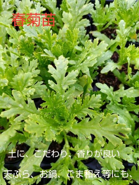 春菊苗、10本、お試し、香りが良い田舎の美味しい水道水で、育てています。包装、お箱代込み、