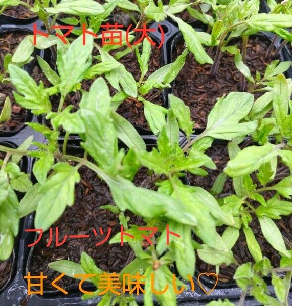 フルーツトマト苗(大)7本、プランターでも、美味しいお水で、育てています。包装、お箱代込み、