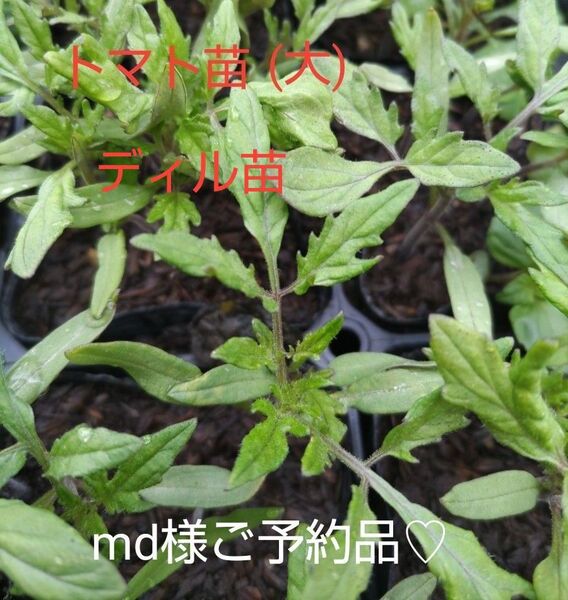トマト苗(大)7本、お試し、甘くて美味しい、美味しいお水で、育てています。包装、お箱代込み、