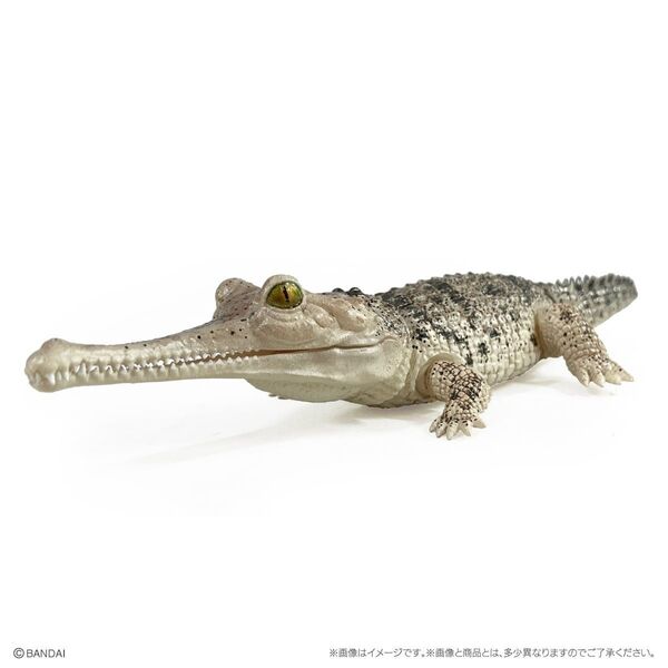いきもの大図鑑レプティ ワニ ガビアル(ライト) カプセルトイ ガチャ ミニフィギュア