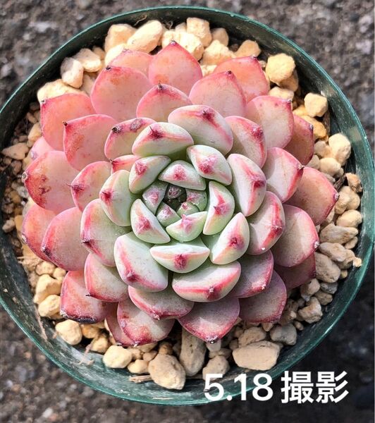 ブルーミニマ 抜き苗 多肉植物