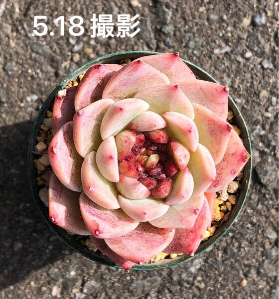 ヘレナ×レッドベルベット 抜き苗 中心ジャム化 交配 実生 多肉植物
