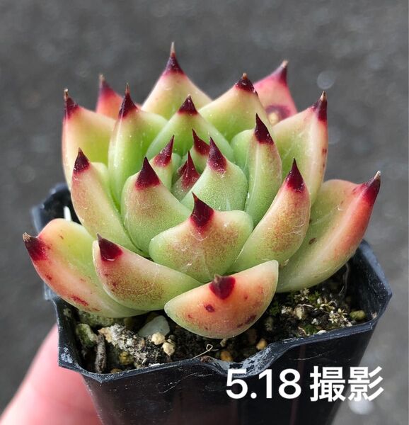 ブルードラゴン 抜き苗 多肉植物 エケベリア