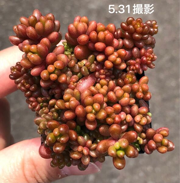レッドベリー 抜き苗 鉢内全部 多肉植物 セダム