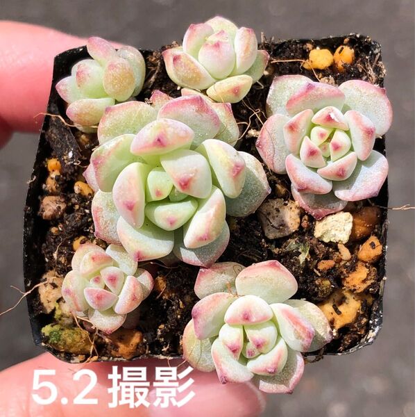 ペレスデラロサエピンクエッジ 抜き苗 鉢内全部