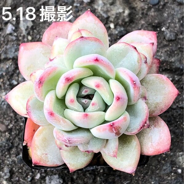 ミニマ×チワワエンシス 抜き苗 根回り良好 多肉植物 エケベリア