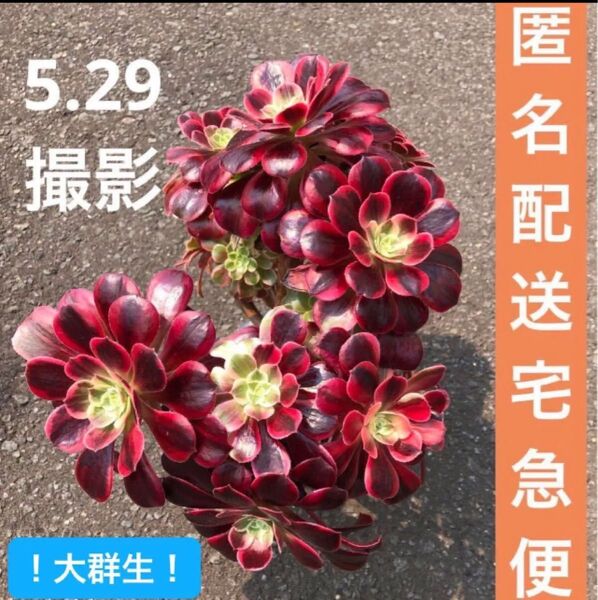 アエオニウム ホワイトウエディングドレス 抜き苗 大群生 大小20頭くらい付き