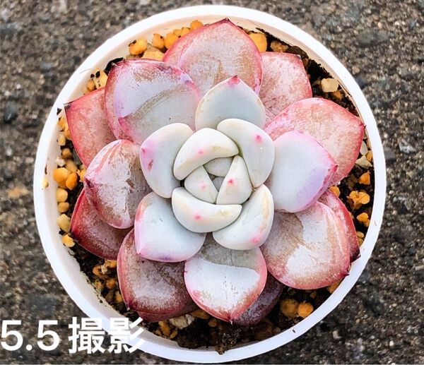 ブルーバード×ラウイ 抜き苗 多肉植物 エケベリア