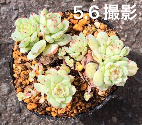 グロブローサ×静夜 大群生 抜き苗 大小10頭以上付いてます