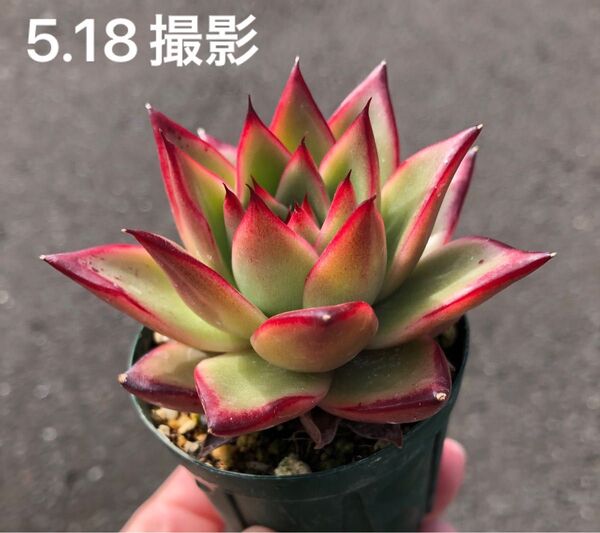 エボニー×ルブラ 抜き苗 多肉植物 エケベリア