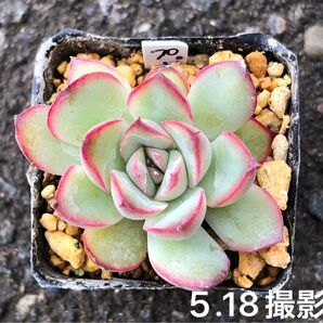 プレリンゼ 抜き苗 多肉植物 エケベリア
