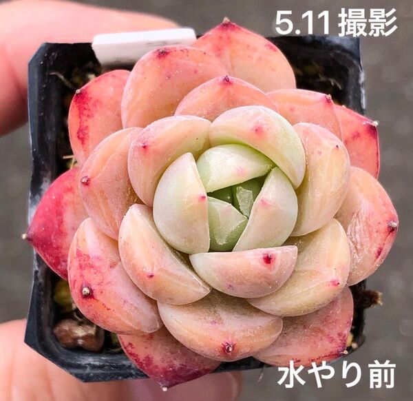 チワワエンシス×モンロー 抜き苗 多肉植物 エケベリア