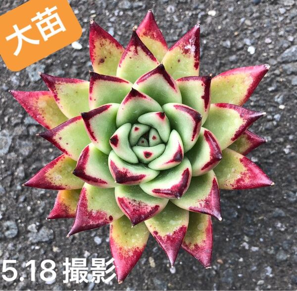 エボニー×コロラータ 抜き苗 大苗