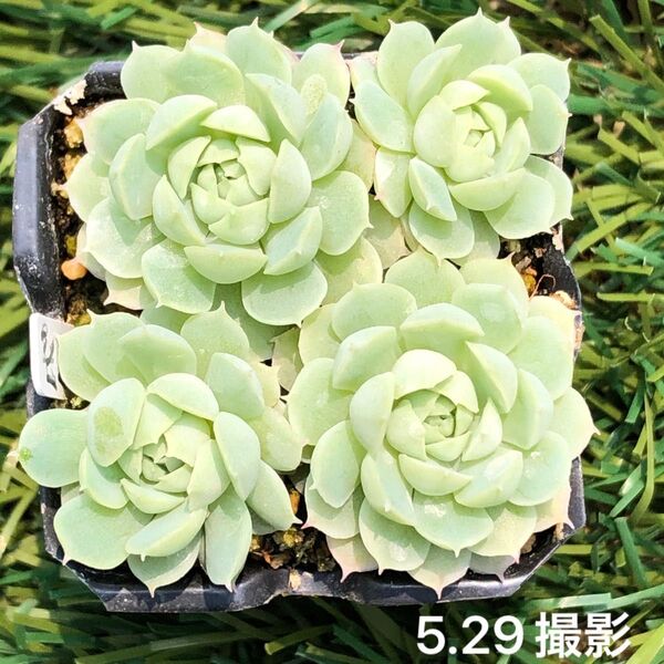 バターボール (グロブローサ×月影) 抜き苗 4頭 多肉植物 エケベリア