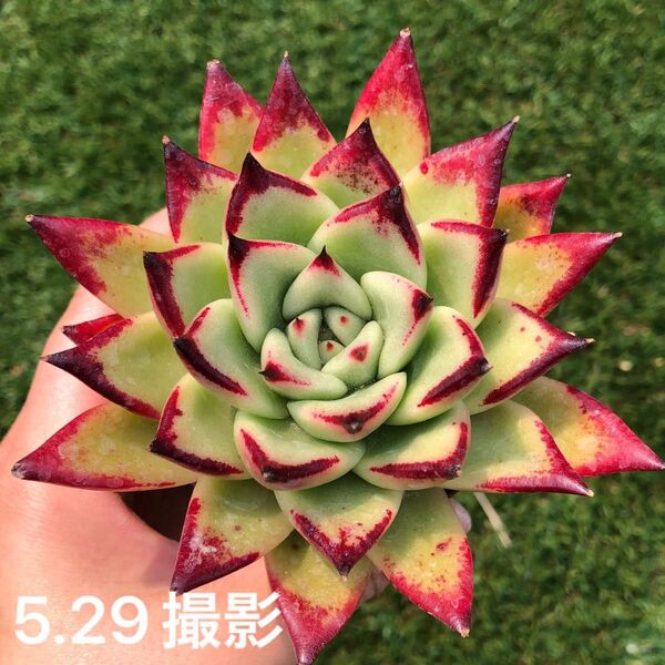 エボニー×コロラータ 抜き苗 大苗 多肉植物 エケベリア