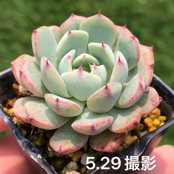 シエラ 抜き苗 多肉植物