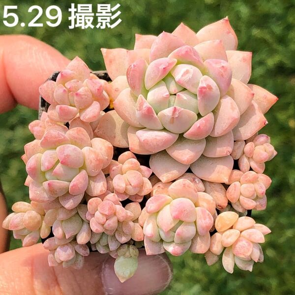 プロリフィカ 抜き苗 鉢内全部 多肉植物