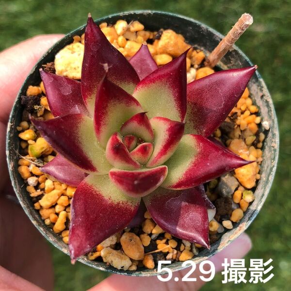 ロメオルビン×コロラータ 抜き苗 多肉植物 エケベリア